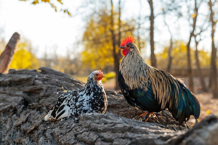 sapphire gem chicken