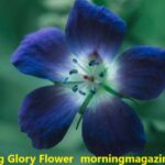 Morning Glory Flower