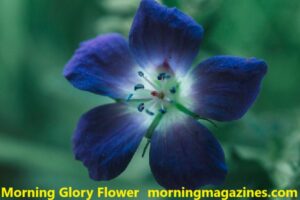 Morning Glory Flower