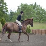 Reach for the Skies: Find Your Perfect Jumping Horse Today