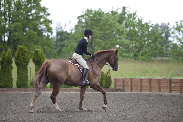 Reach for the Skies: Find Your Perfect Jumping Horse Today